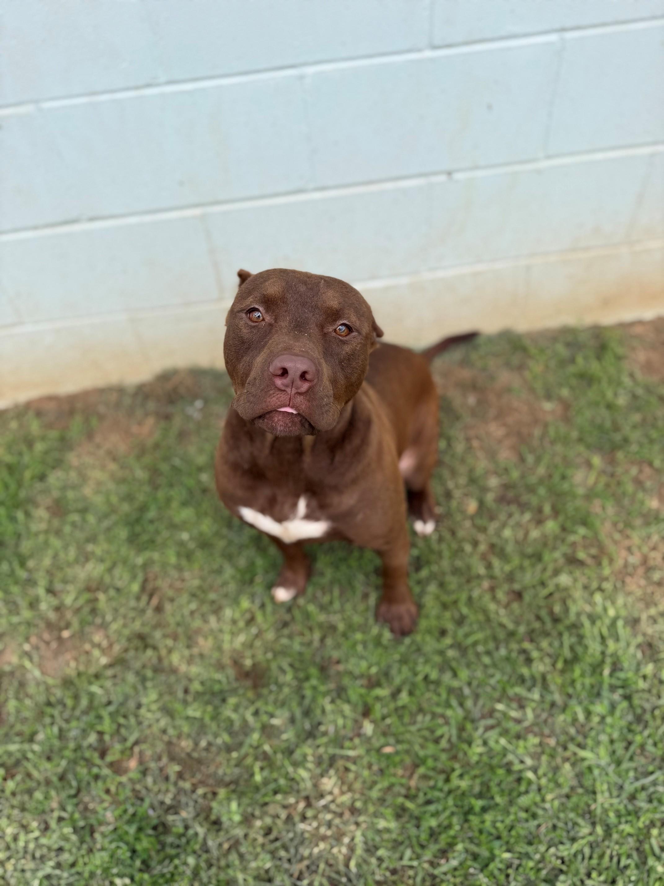 Romeo, adopted, Adult Male Mixed Breed.
