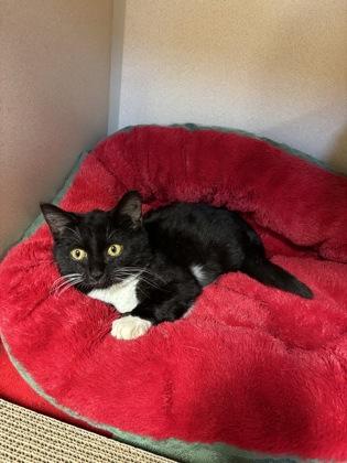 Jenkins, Adoptable, Young Female Domestic Short Hair & Domestic Short Hair.