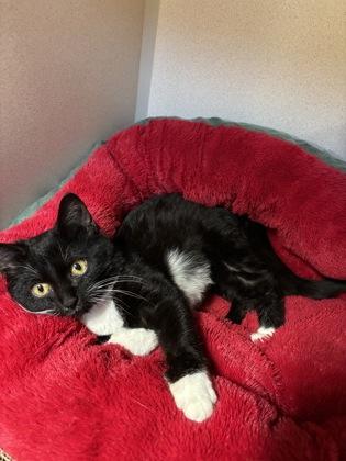 Enlarge Jenkins, a Adoptable mixed breed in New Hope, PA image 2/2