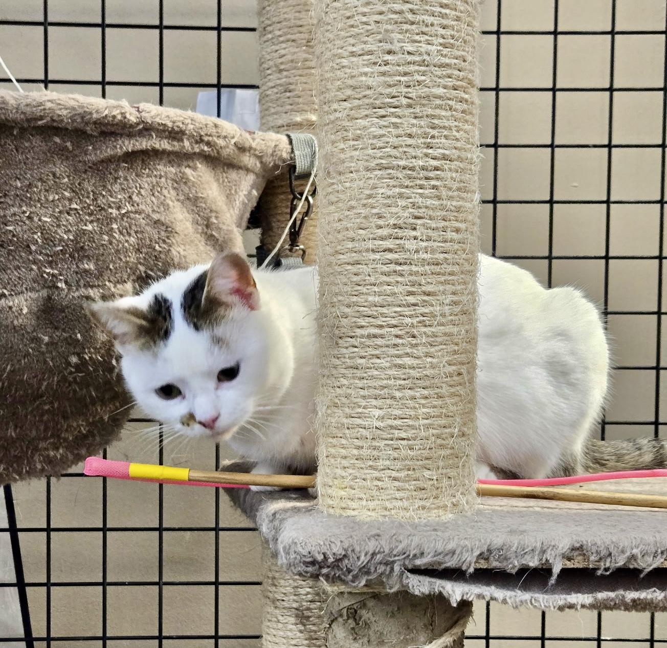 Enlarge Harmony-Pet Valu Brampton , a Adoptable Domestic Short Hair in Mississauga, ON image 2/5