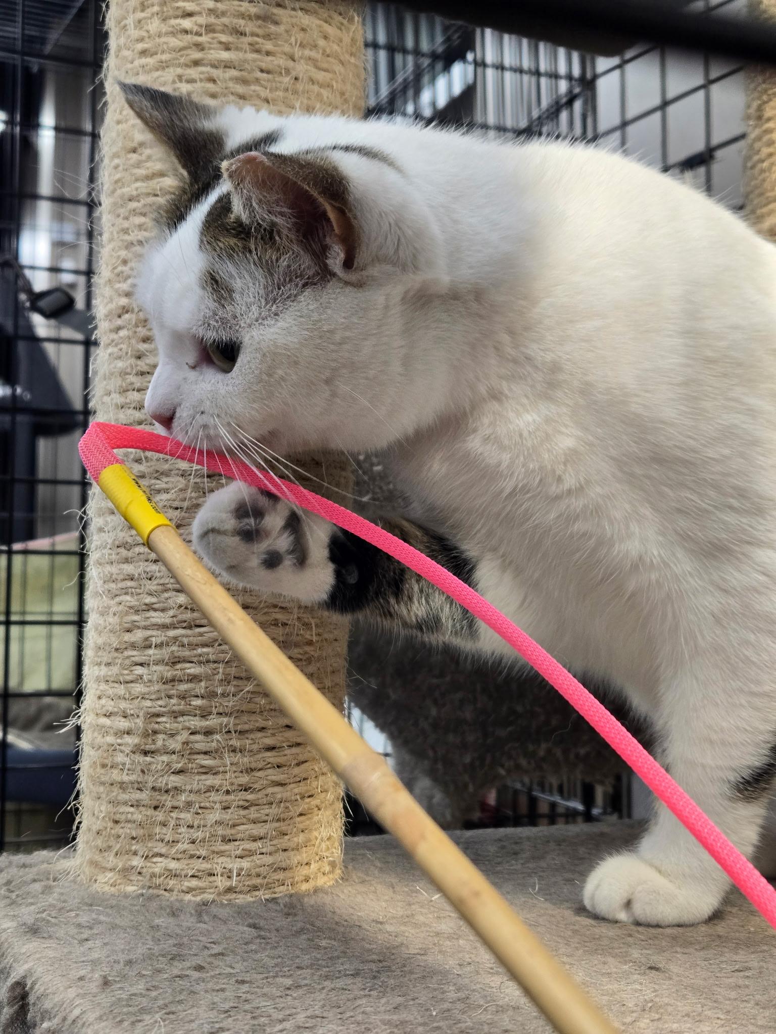 Enlarge Harmony-Pet Valu Brampton , a Adoptable Domestic Short Hair in Mississauga, ON image 4/5