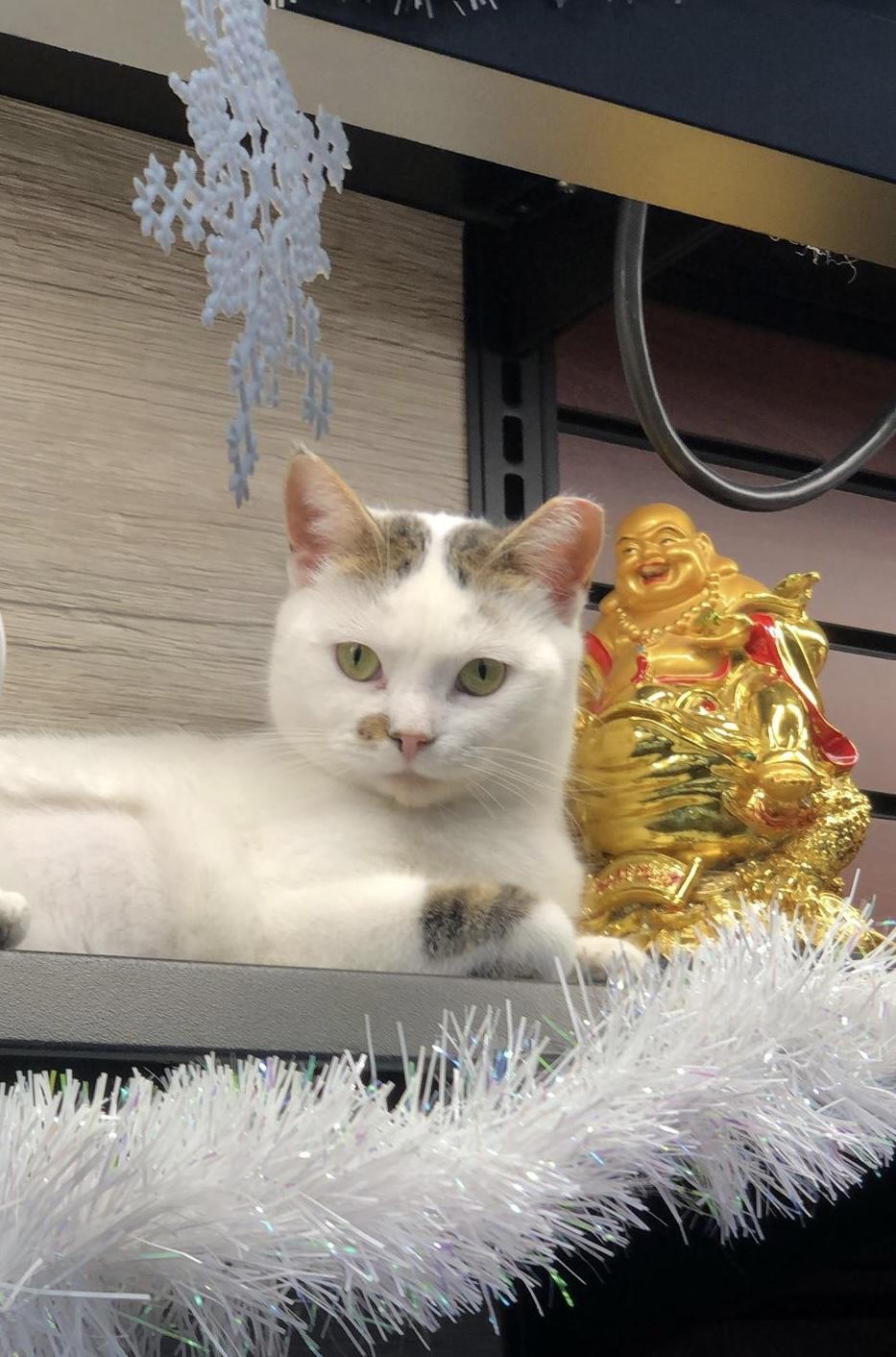 Enlarge Harmony-Pet Valu Brampton , a Adoptable Domestic Short Hair in Mississauga, ON image 1/5