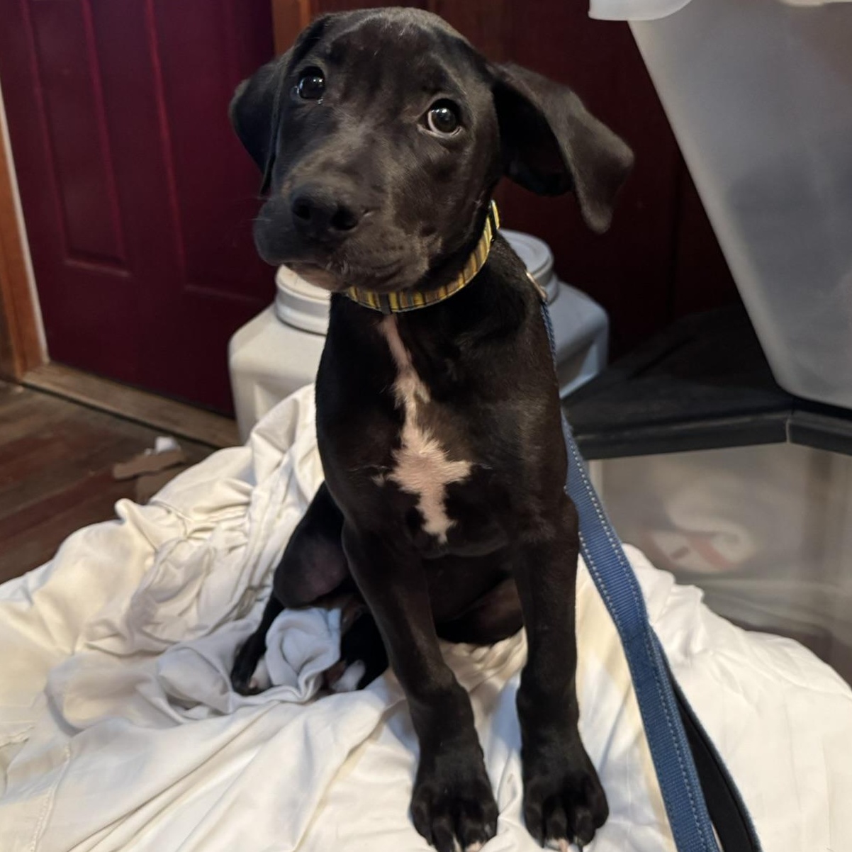Enzo aka Sirius
