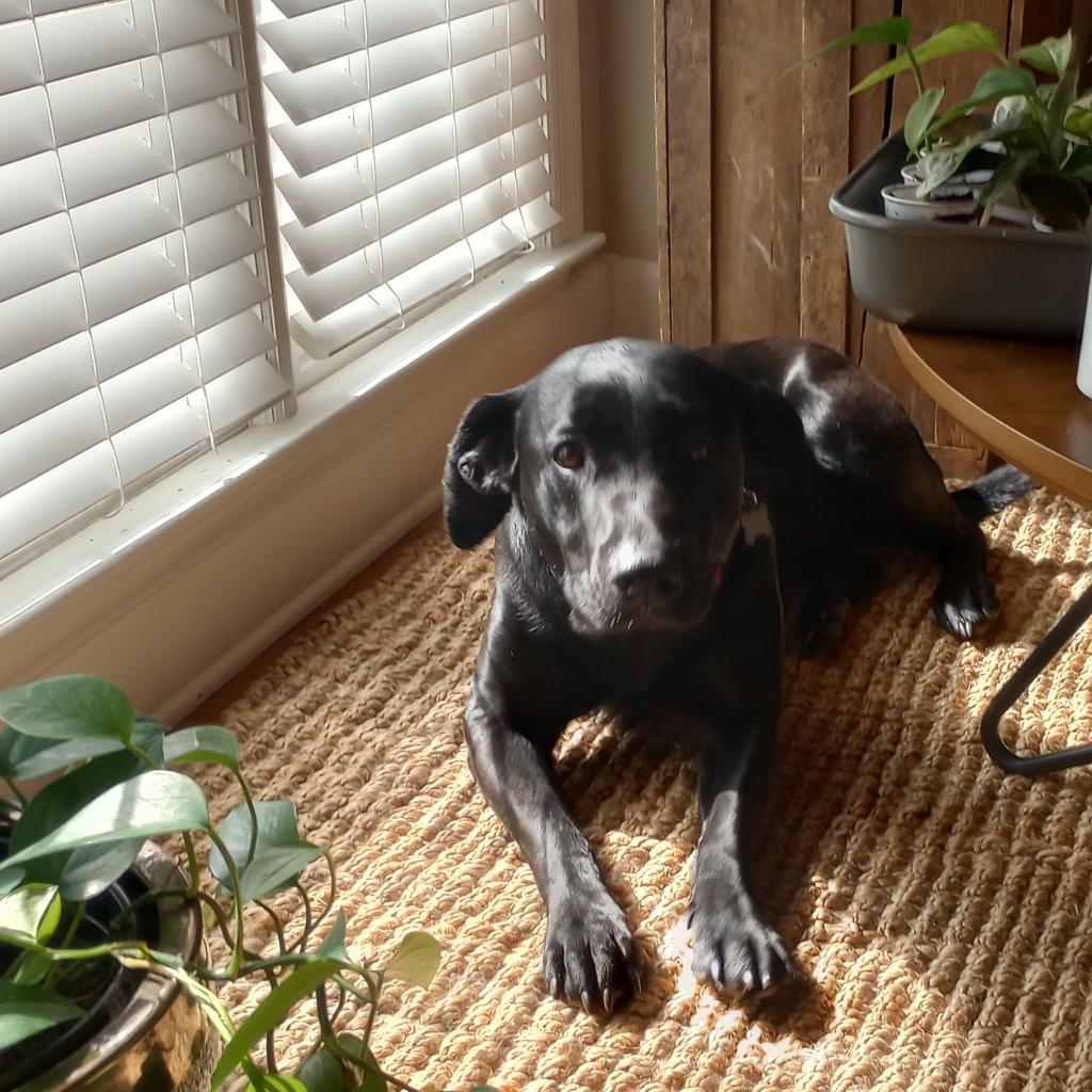 Lake, Adoptable, Adult Male Mixed Breed.