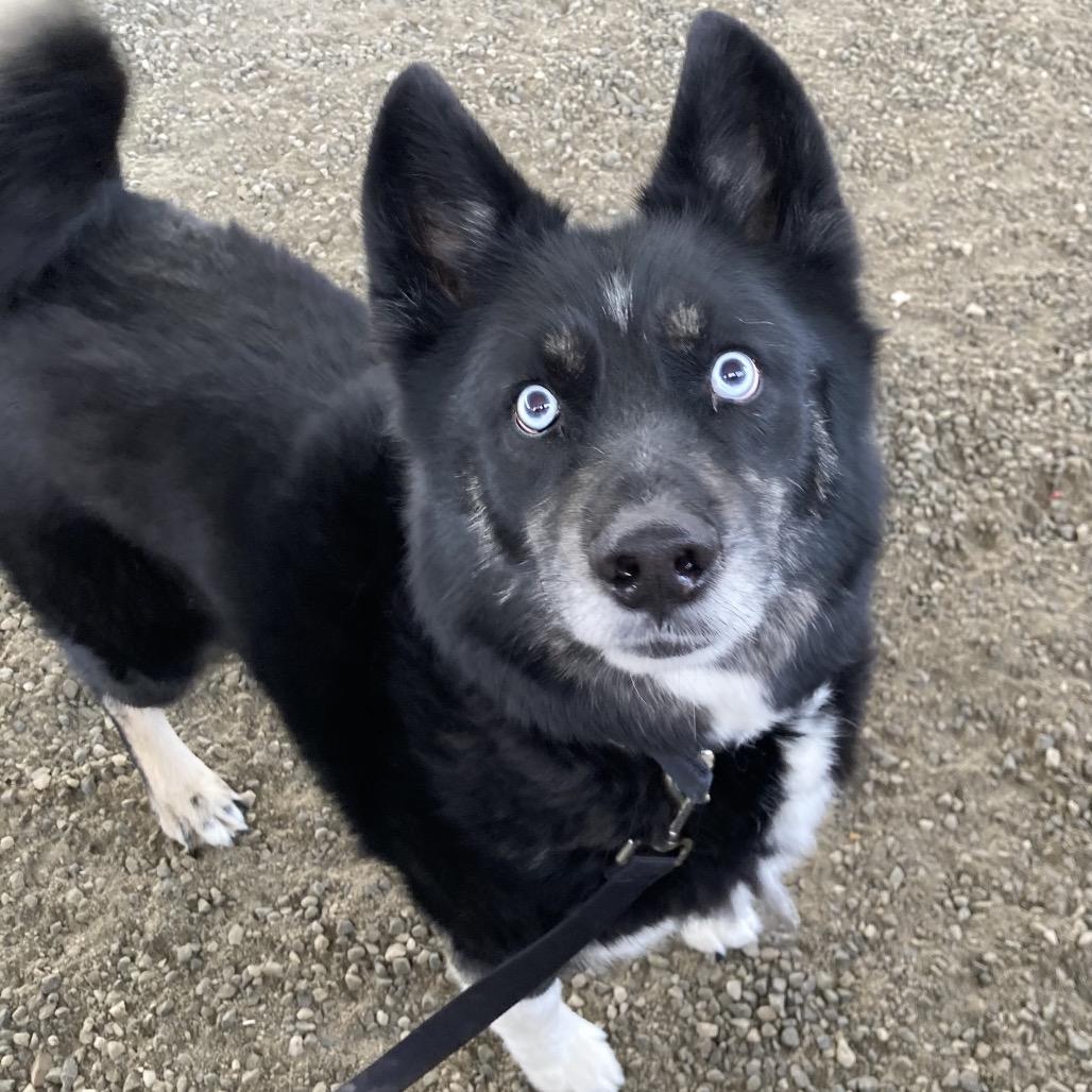 Gibbs, Adoptable, Adult Male Mixed Breed.