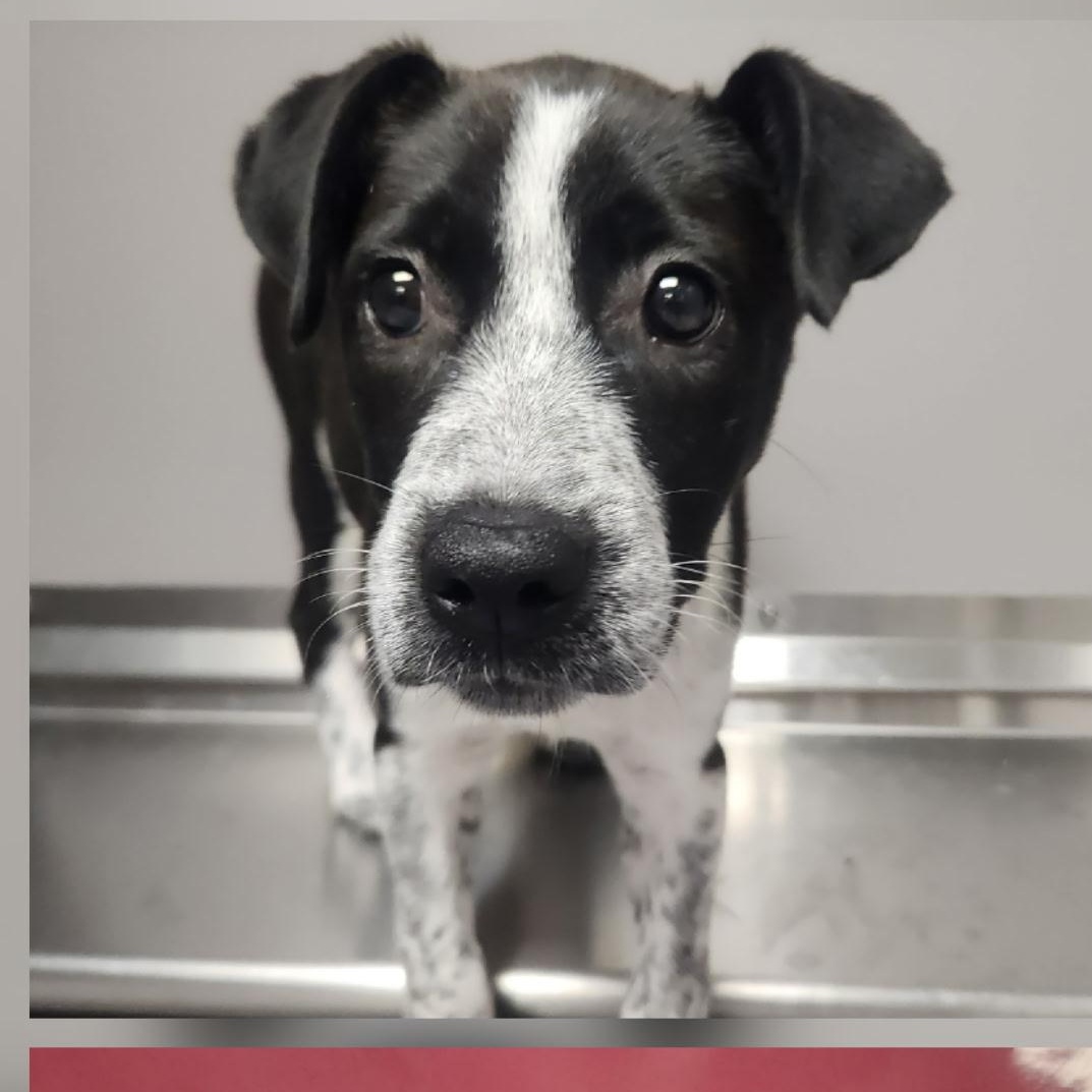 Puffin, Adoptable, Puppy Female Australian Cattle Dog / Blue Heeler.