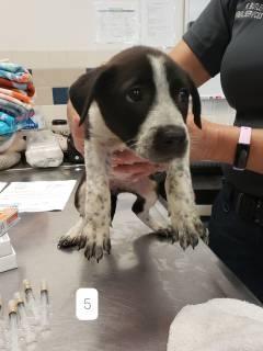 Enlarge Puffin, a Adoptable mixed breed in Allen, TX image 2/2