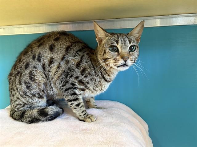NYLA, Adoptable, Young Female Domestic Short Hair.