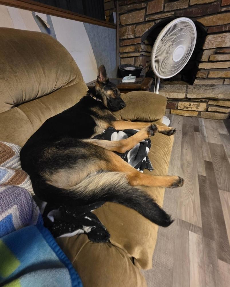 Davetta, a Adoptable mixed breed in Fredonia, WI image 1/5