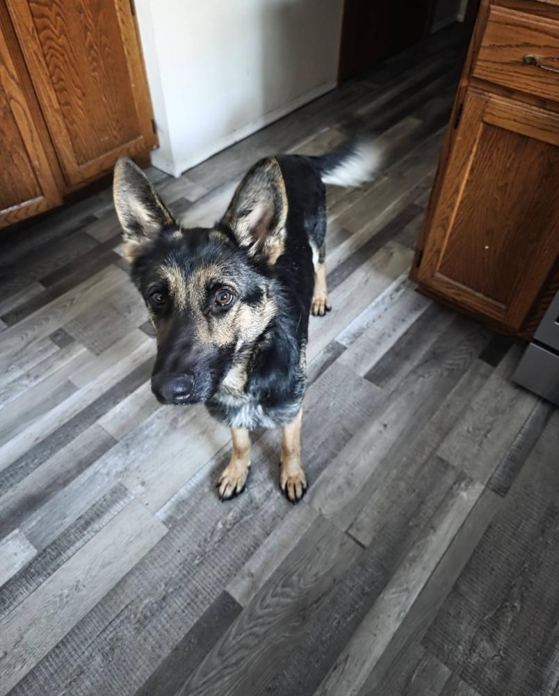 Davetta, a Adoptable mixed breed in Fredonia, WI image 2/5