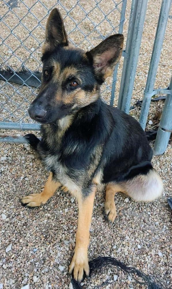 Davetta, a Adoptable mixed breed in Fredonia, WI image 3/5