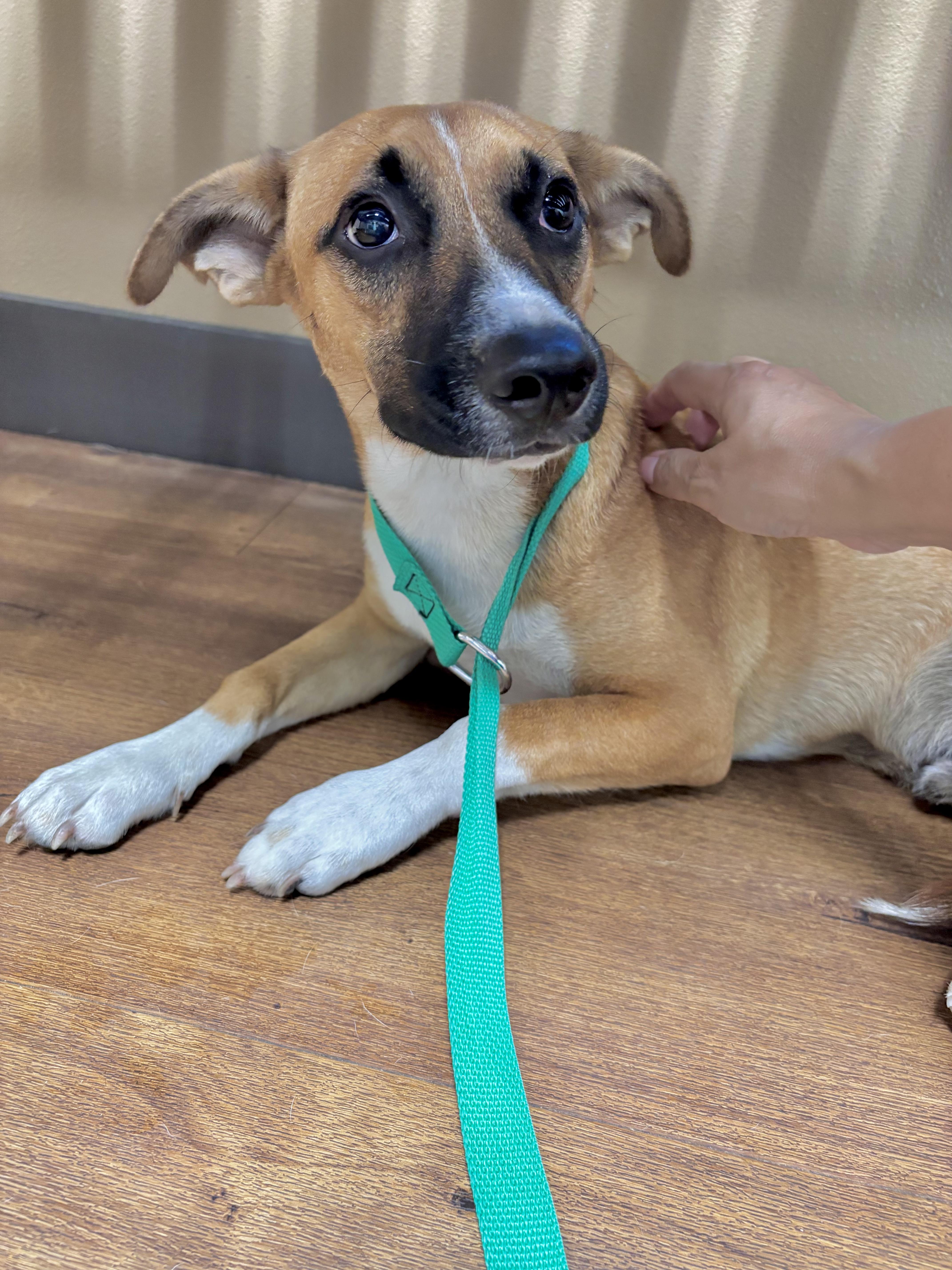 Jo-Jo, an adopted mixed breed in Alexandria, VA image 2/6