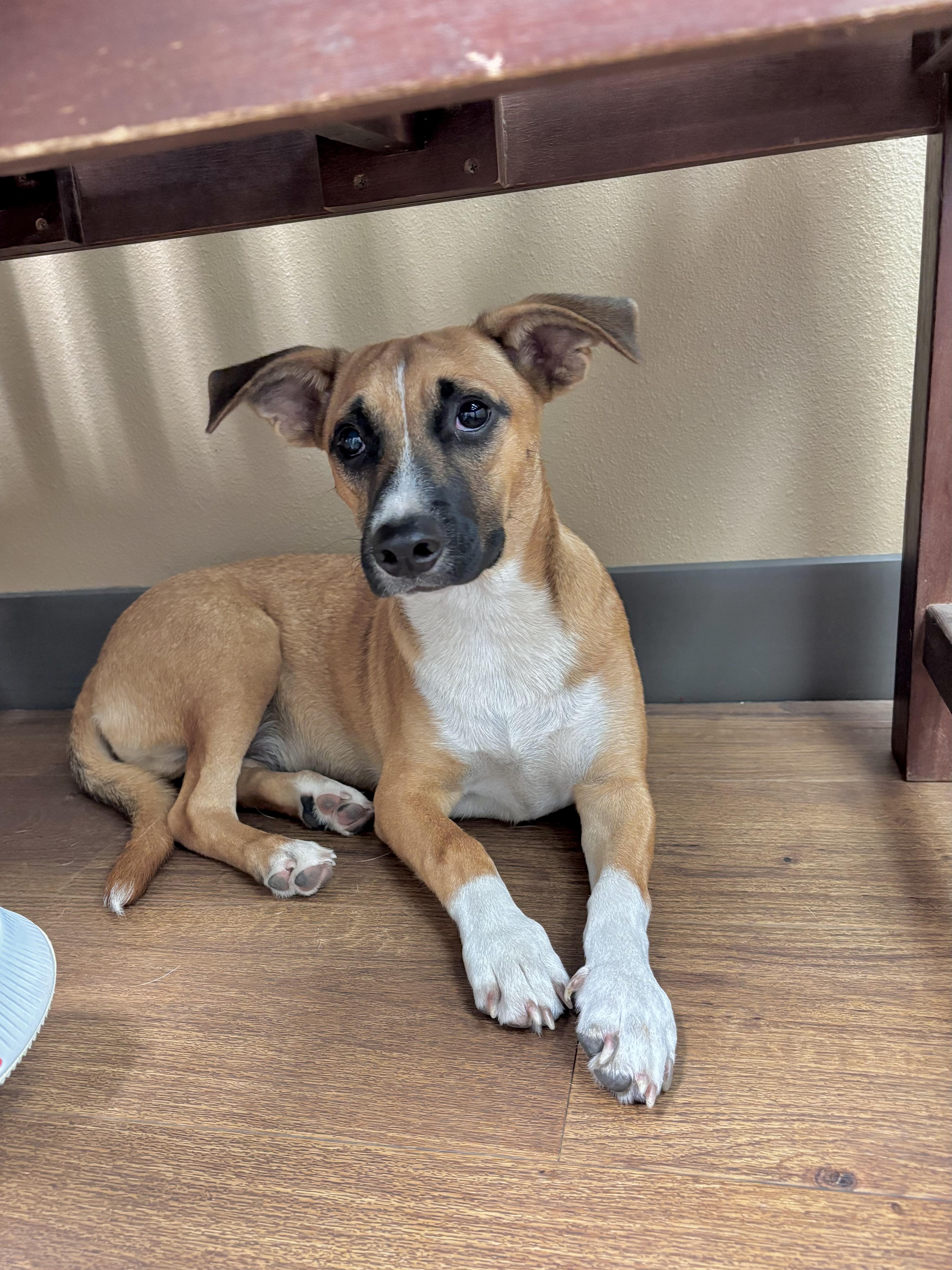 Jo-Jo, an adopted mixed breed in Alexandria, VA image 3/6