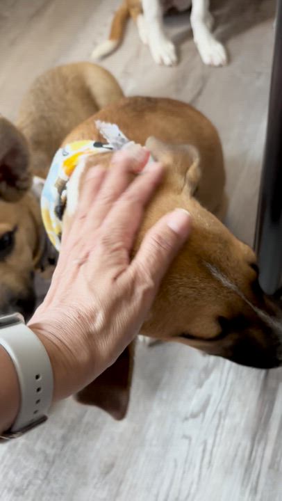 Enlarge Jo-Jo, an adopted mixed breed in Alexandria, VA video 6/6