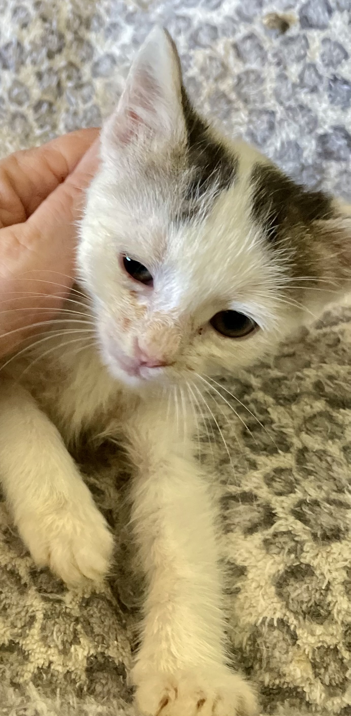 Enlarge Camille, a Adoptable mixed breed in New Orleans, LA image 1/5