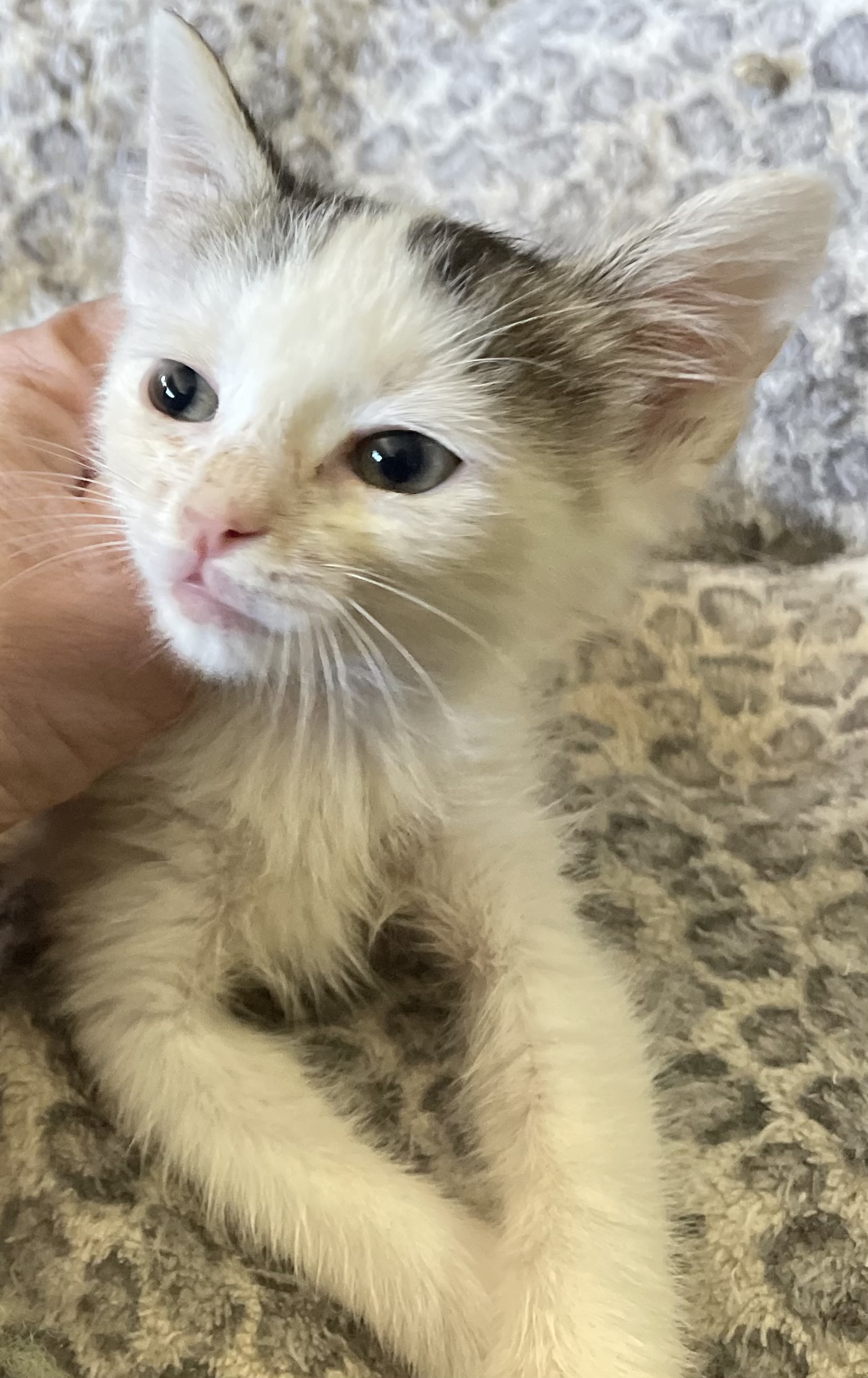 Camille, an adoptable British Shorthair, American Shorthair in New Orleans, LA, 70175 | Photo Image 5