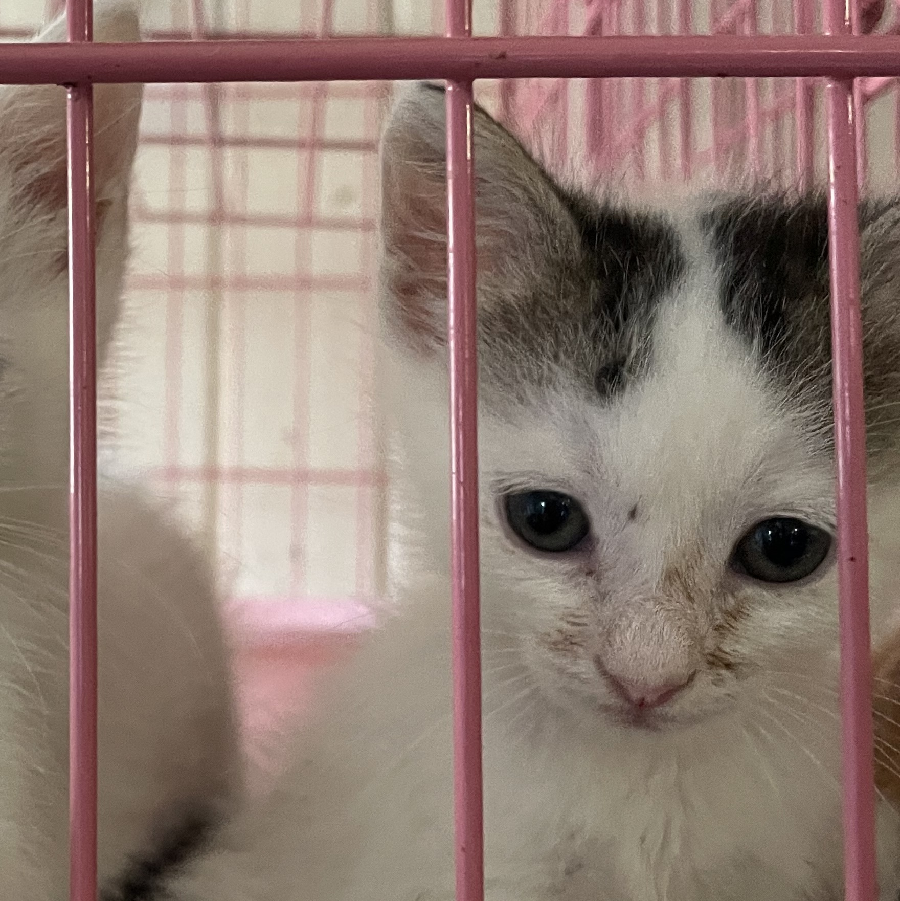 Enlarge Camille, a Adoptable mixed breed in New Orleans, LA image 3/5