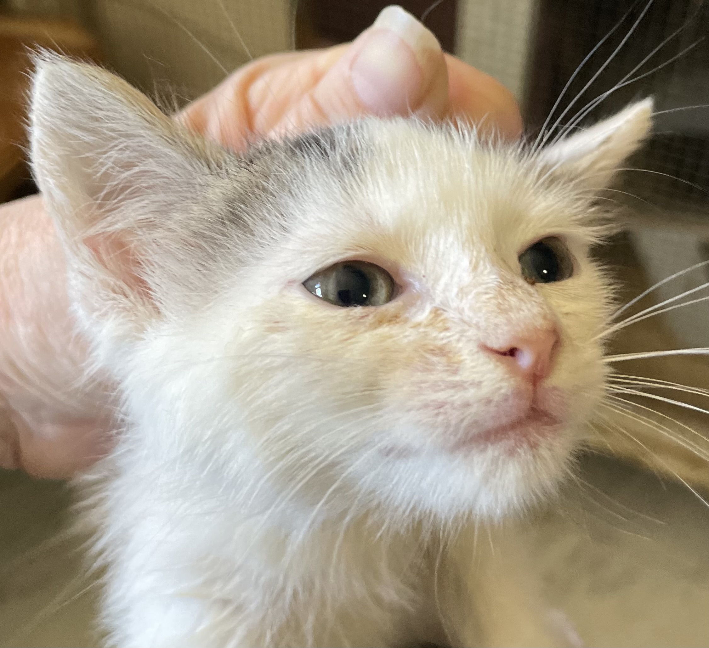Camille, an adoptable British Shorthair, American Shorthair in New Orleans, LA, 70175 | Photo Image 4