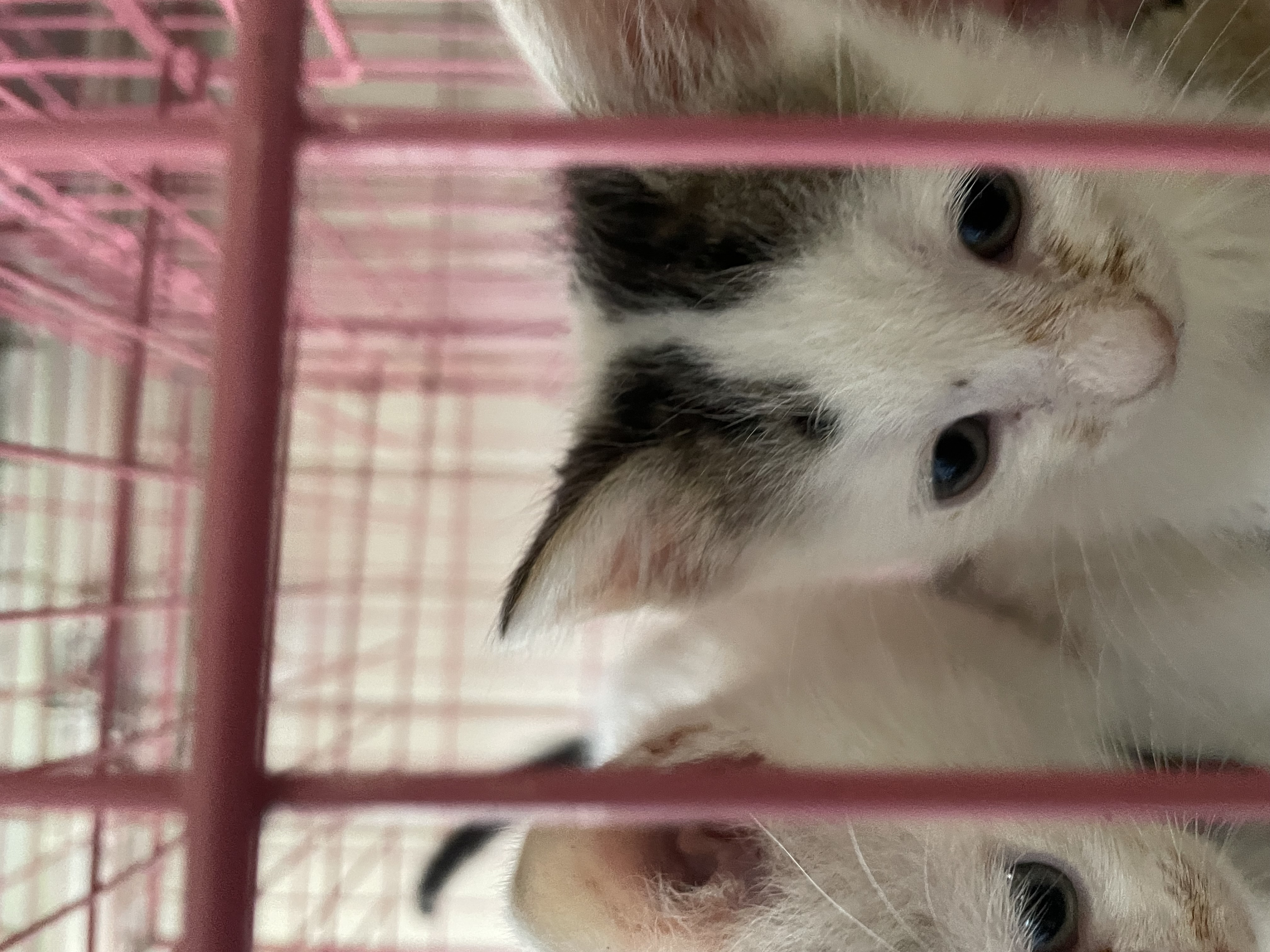 Enlarge Camille, a Adoptable mixed breed in New Orleans, LA image 5/5