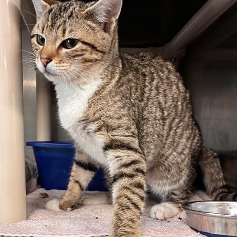 Tiana, a ADOPTABLE Domestic Short Hair in Stanhope, NJ image 3/4