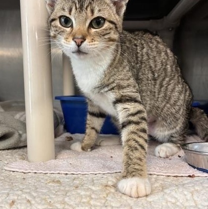 Tiana, a ADOPTABLE Domestic Short Hair in Stanhope, NJ image 2/4