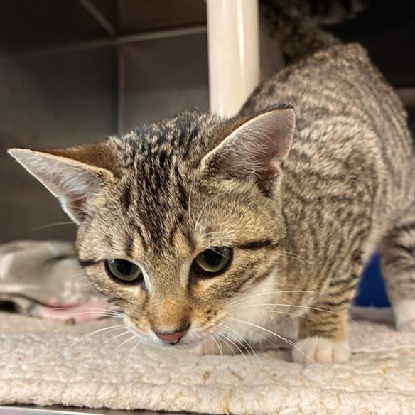 Tiana, a ADOPTABLE Domestic Short Hair in Stanhope, NJ image 4/4
