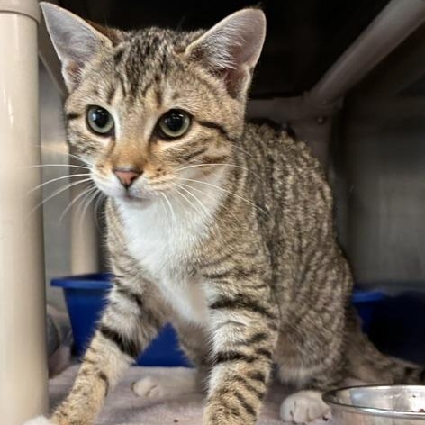 Tiana, ADOPTABLE, Young Female Domestic Short Hair.