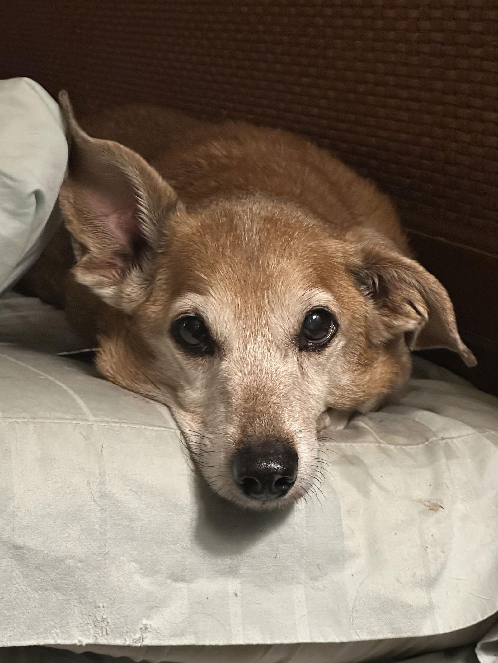 Enlarge Riley, a Adoptable Dachshund in Pearland, TX image 1/3