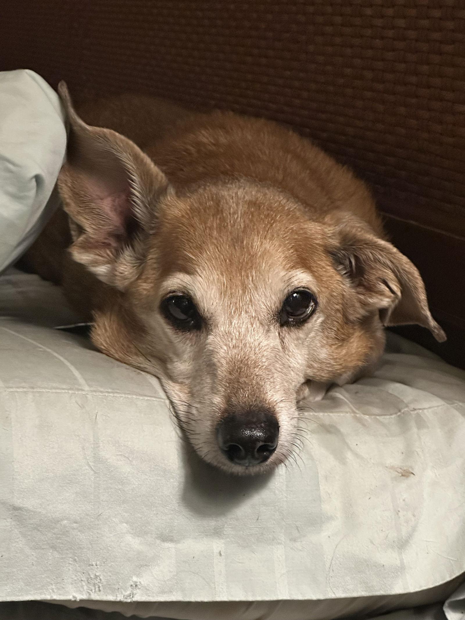 Enlarge Riley, a Adoptable Dachshund in Pearland, TX image 2/3