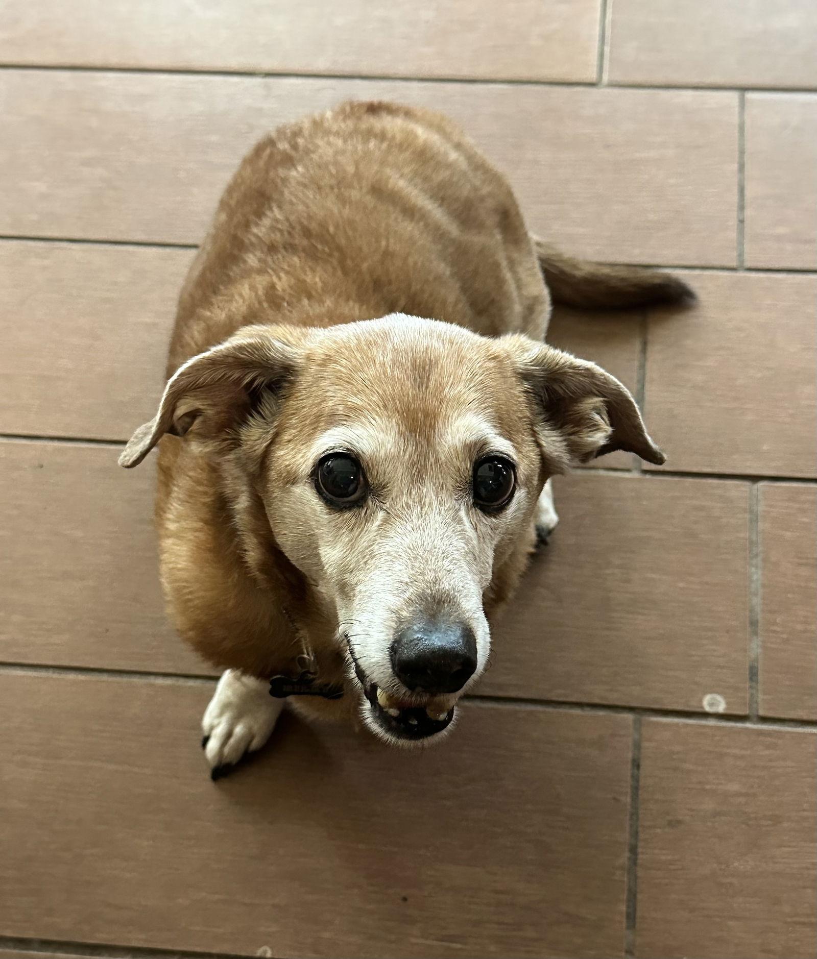 Enlarge Riley, a Adoptable Dachshund in Pearland, TX image 3/3