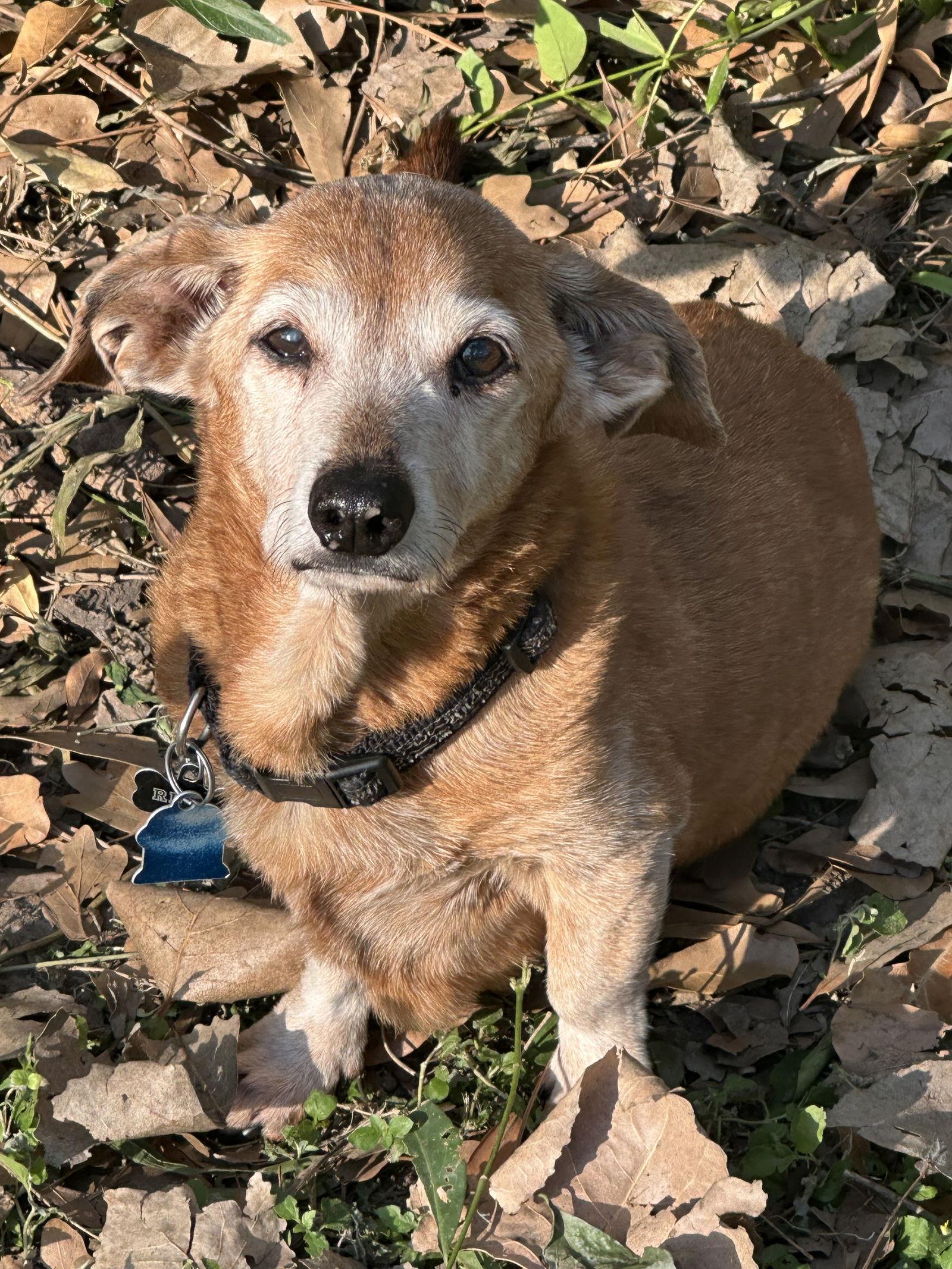 Enlarge Riley, a Adoptable Dachshund in Pearland, TX image 3/3