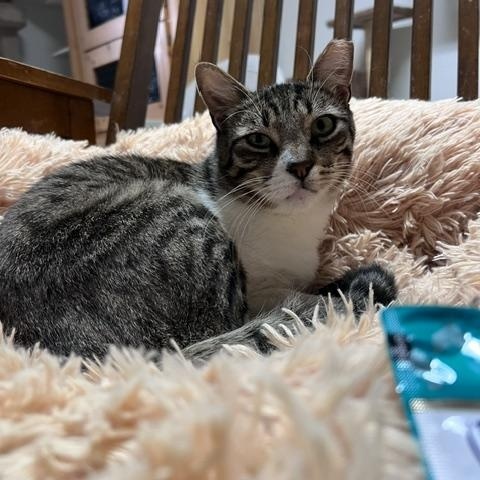Will Feral, a Adoptable Domestic Short Hair in Carson City, NV image 2/2