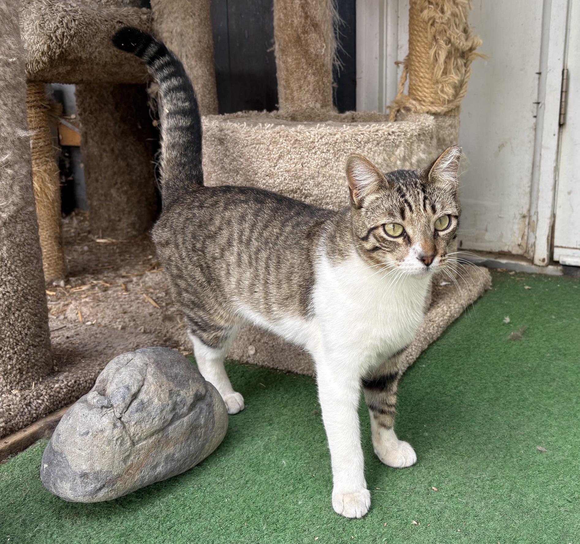 Will Feral, Adoptable, Young Male Domestic Short Hair.