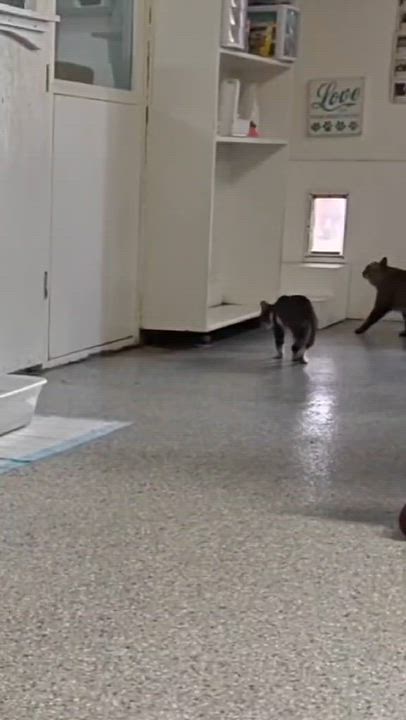 Enlarge Will Feral, a Adoptable Domestic Short Hair in Carson City, NV video 3/3