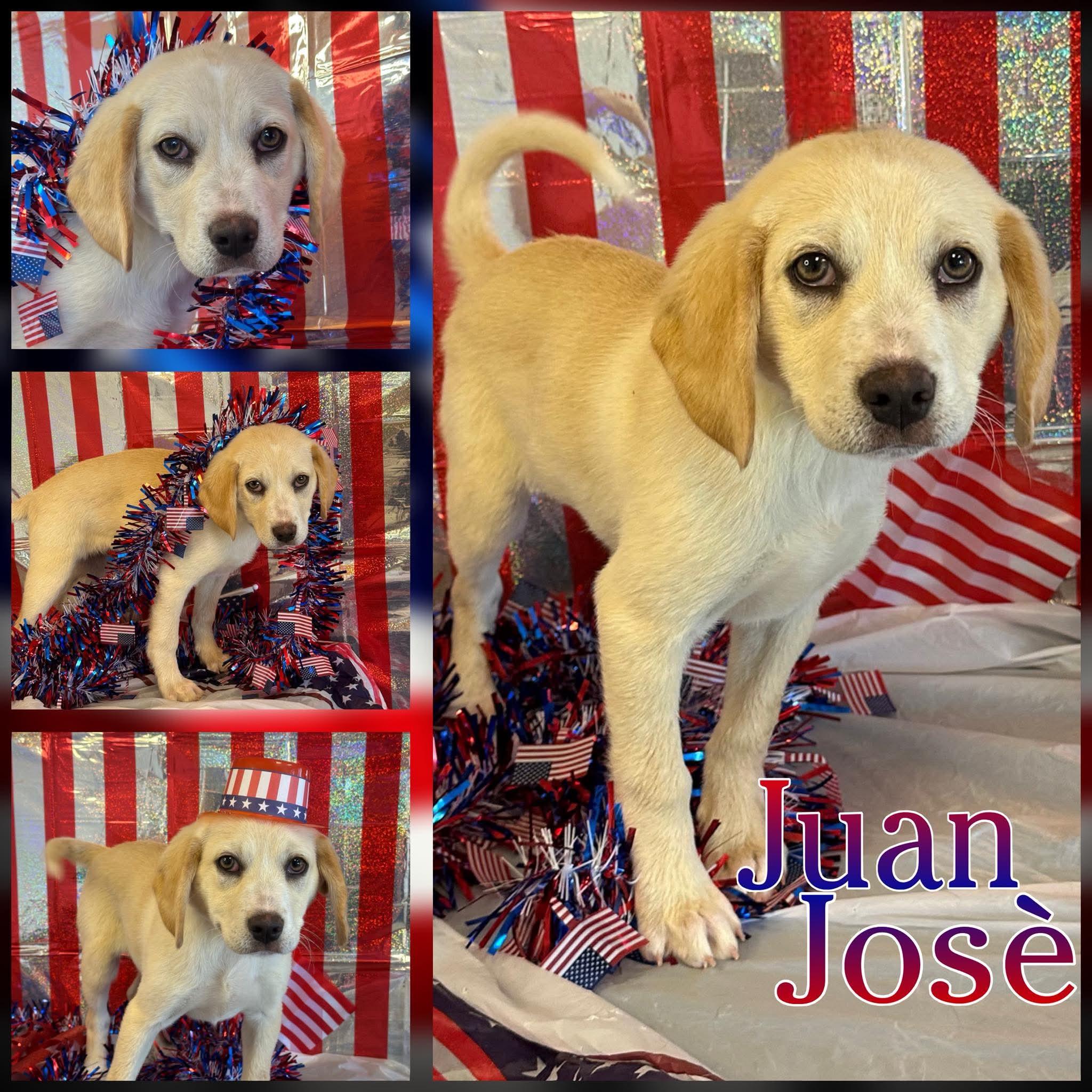 Juan Jose, ADOPTABLE, Puppy Male Retriever & Beagle.