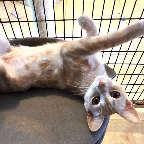 Blondie, a Adoptable Domestic Short Hair in Deerfield Beach, FL image 3/5