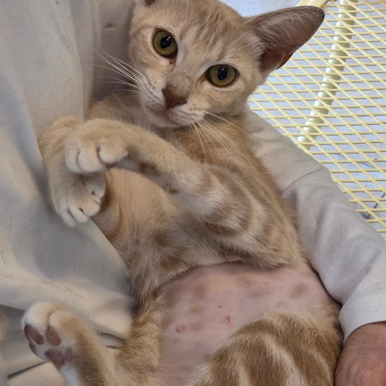 Blondie, a Adoptable Domestic Short Hair in Deerfield Beach, FL image 1/5