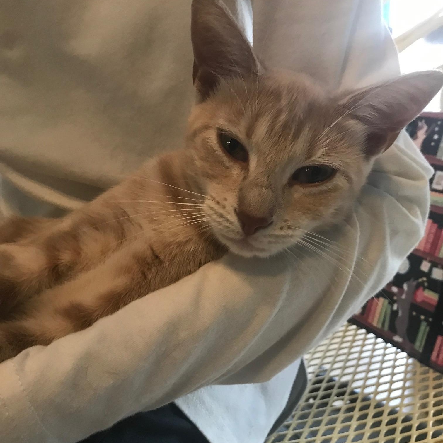 Blondie, a Adoptable Domestic Short Hair in Deerfield Beach, FL image 2/5