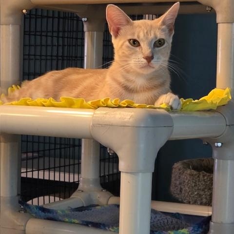 Blondie, a Adoptable Domestic Short Hair in Deerfield Beach, FL image 4/5