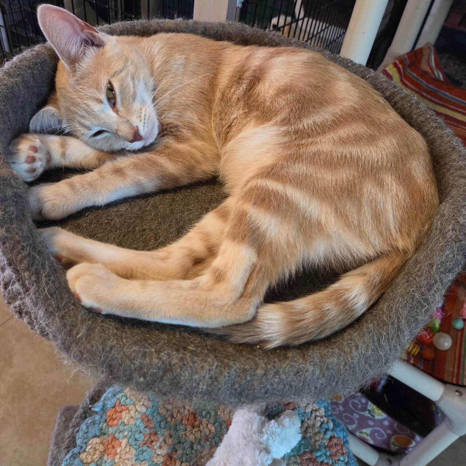 Blondie, a Adoptable Domestic Short Hair in Deerfield Beach, FL image 5/5