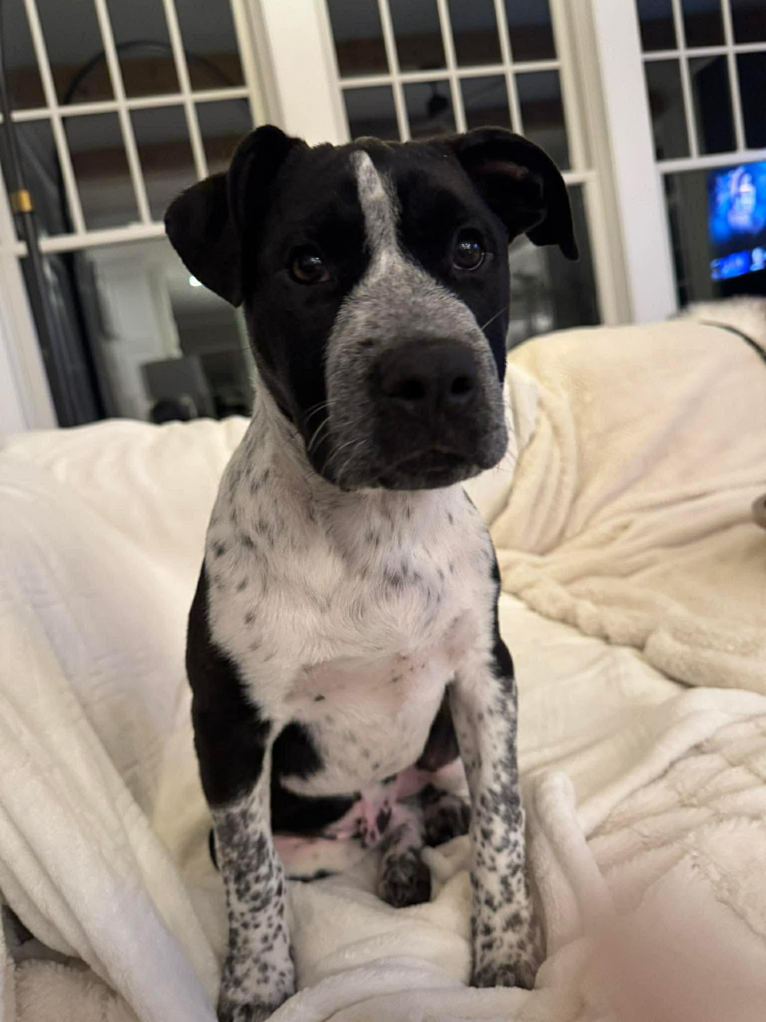 Enlarge Eli, a ADOPTABLE mixed breed in Billerica, MA image 3/4