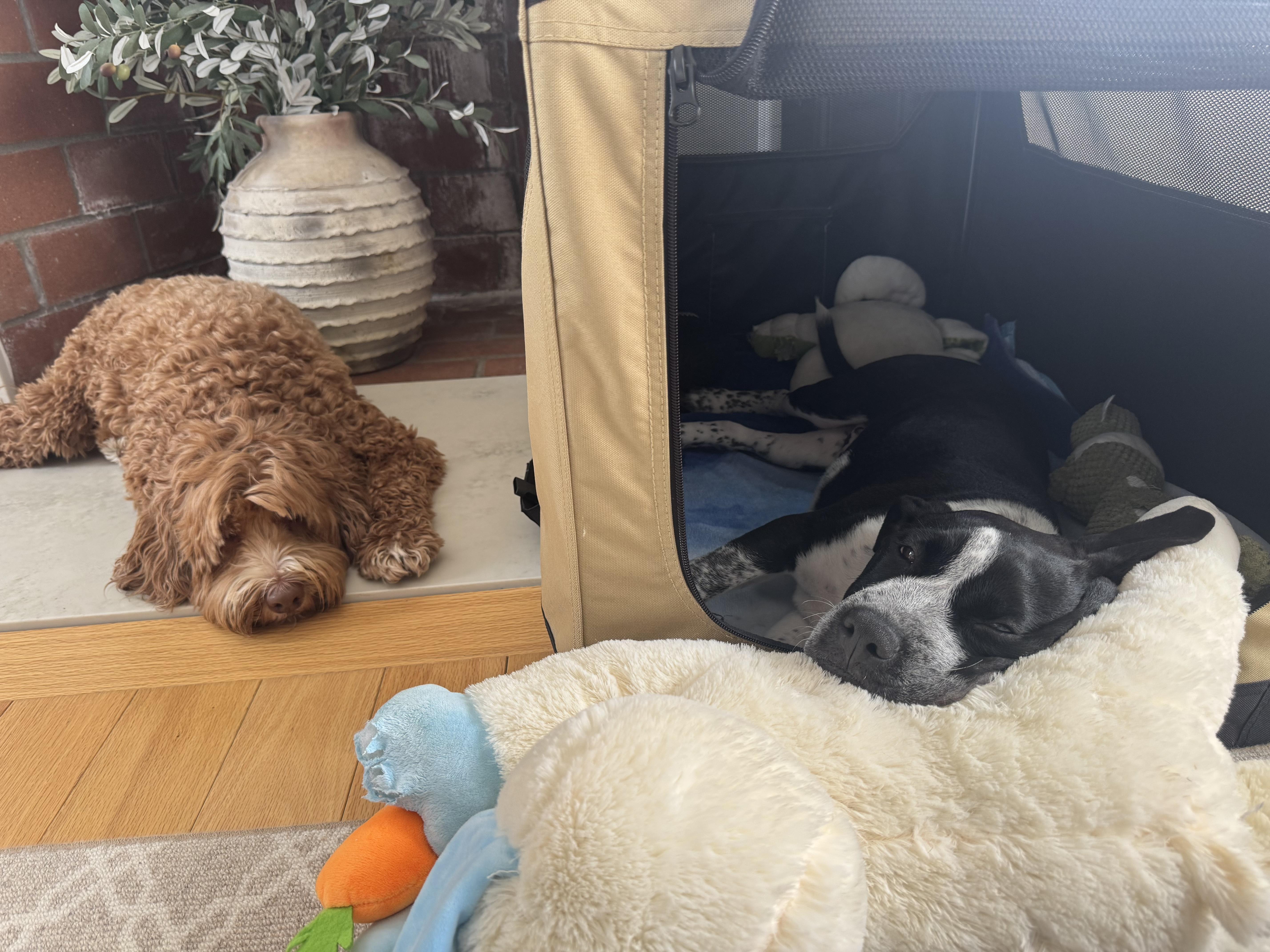 Enlarge Eli, a ADOPTABLE mixed breed in Billerica, MA image 4/4