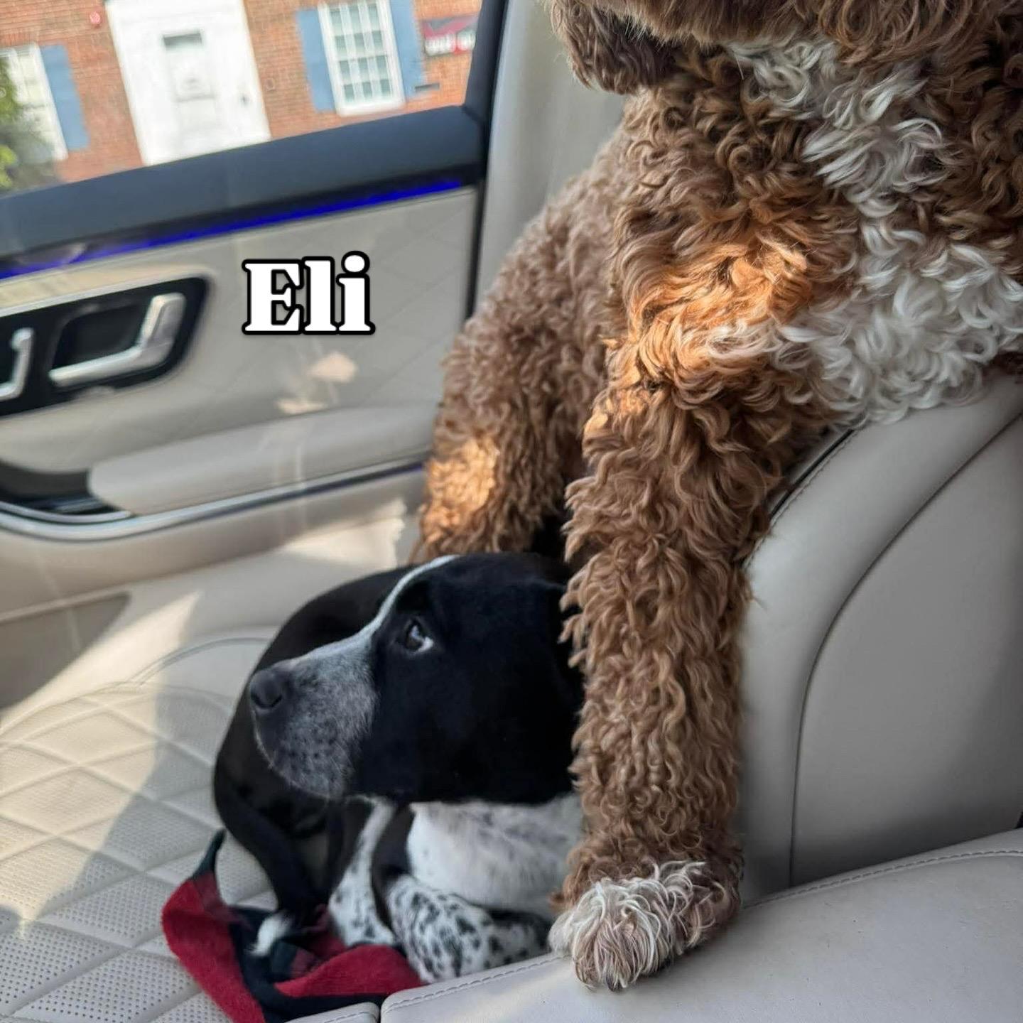 Enlarge Eli, a ADOPTABLE mixed breed in Billerica, MA image 2/4