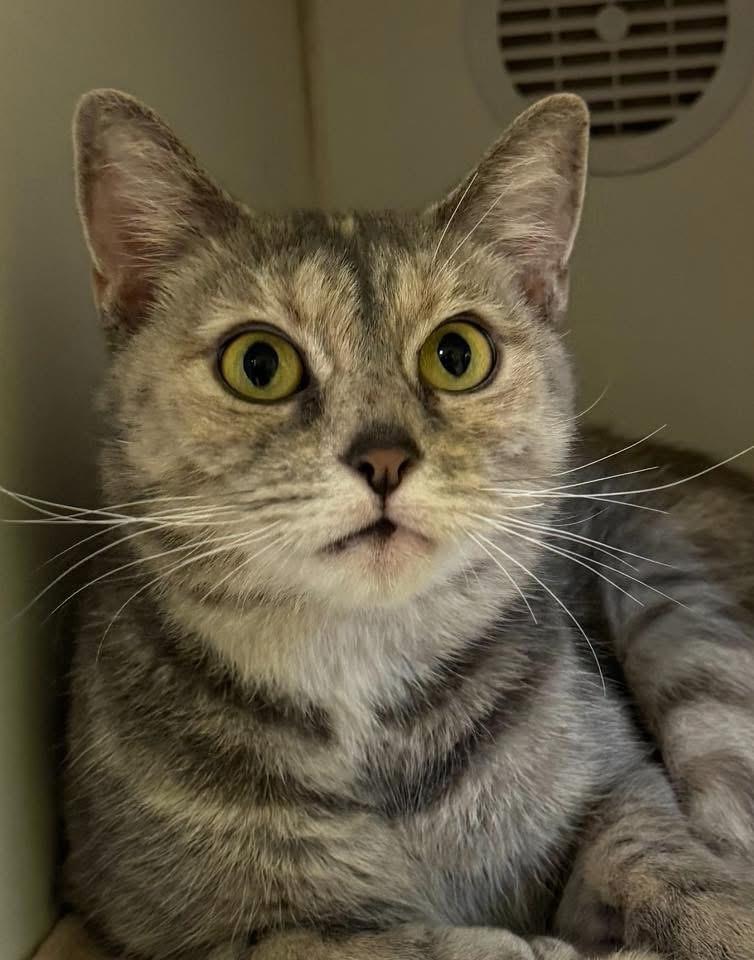 Enlarge Shelly, a Adoptable mixed breed in Indianapolis, IN image 1/1