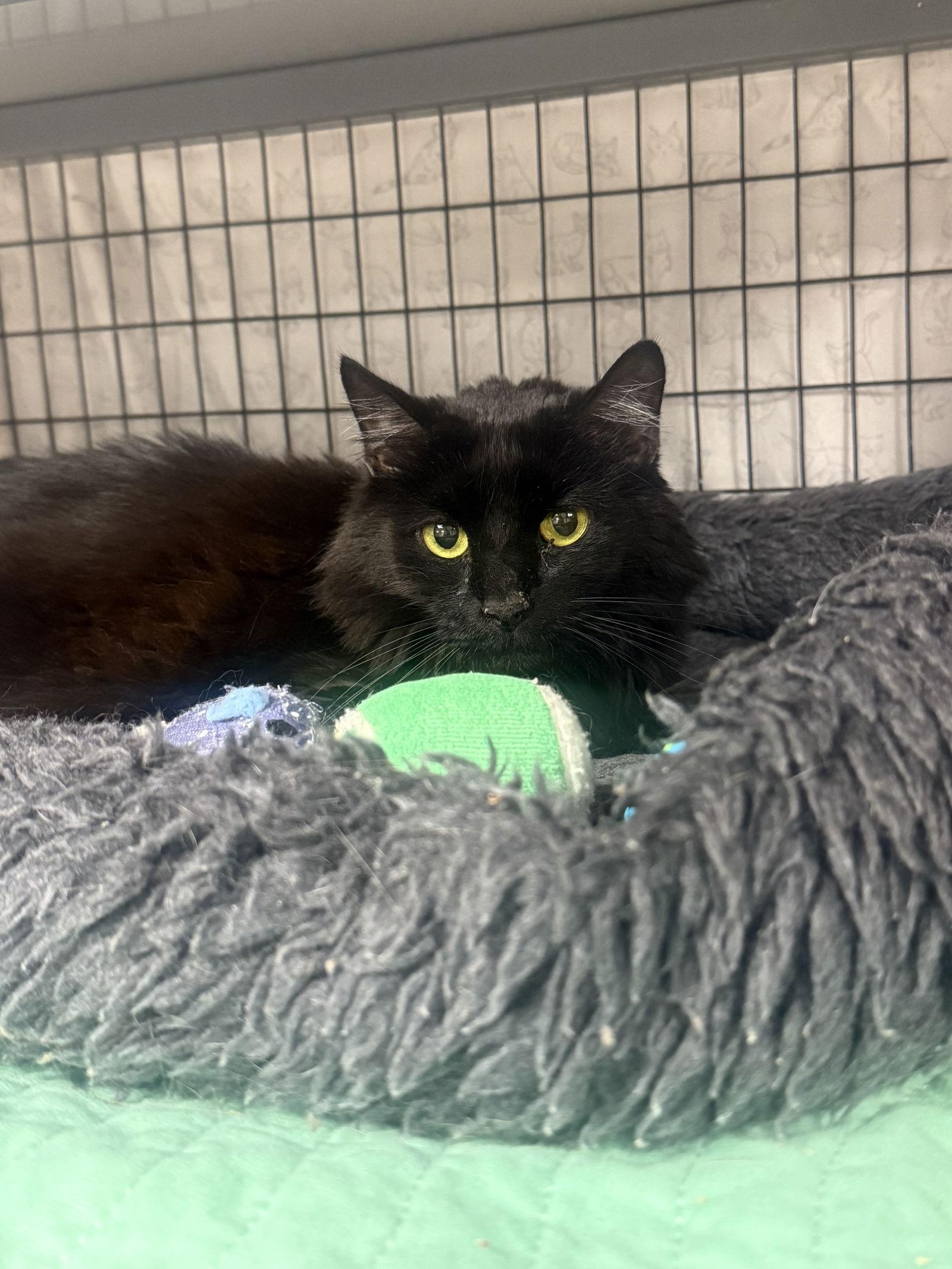 Enlarge Cadillac, a Adoptable Domestic Short Hair in Satellite Beach, FL image 1/2