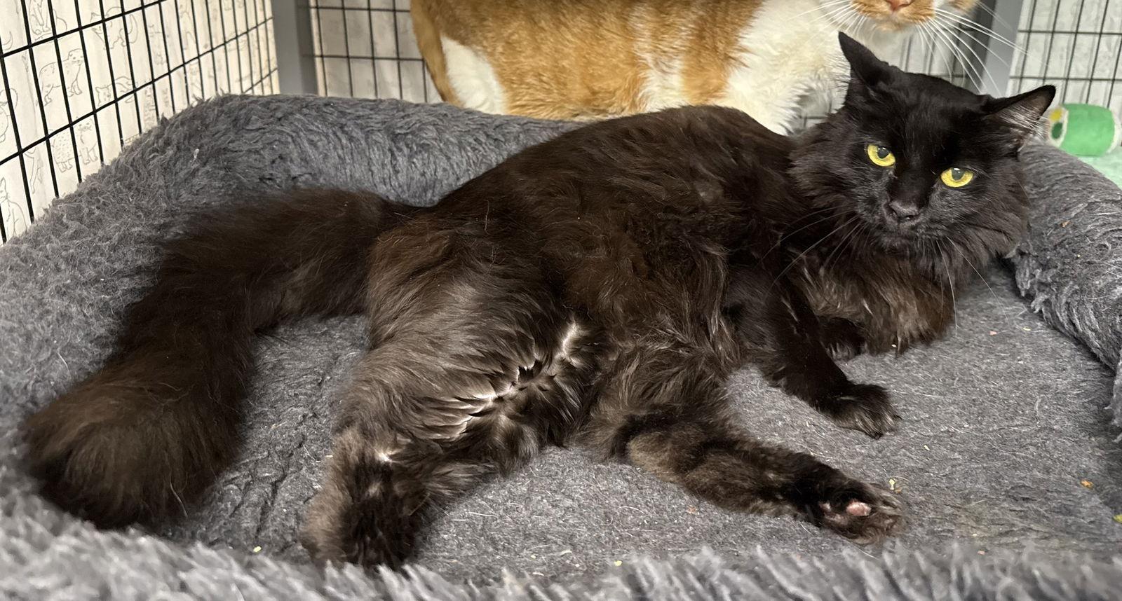 Enlarge Cadillac, a Adoptable Domestic Short Hair in Satellite Beach, FL image 2/2