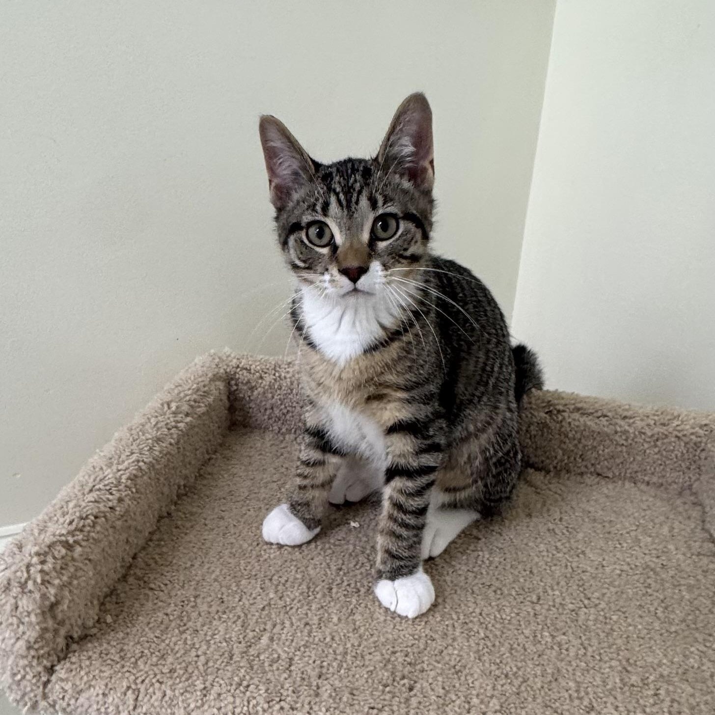 Grover, a ADOPTABLE Tabby in East Northport, NY image 4/6