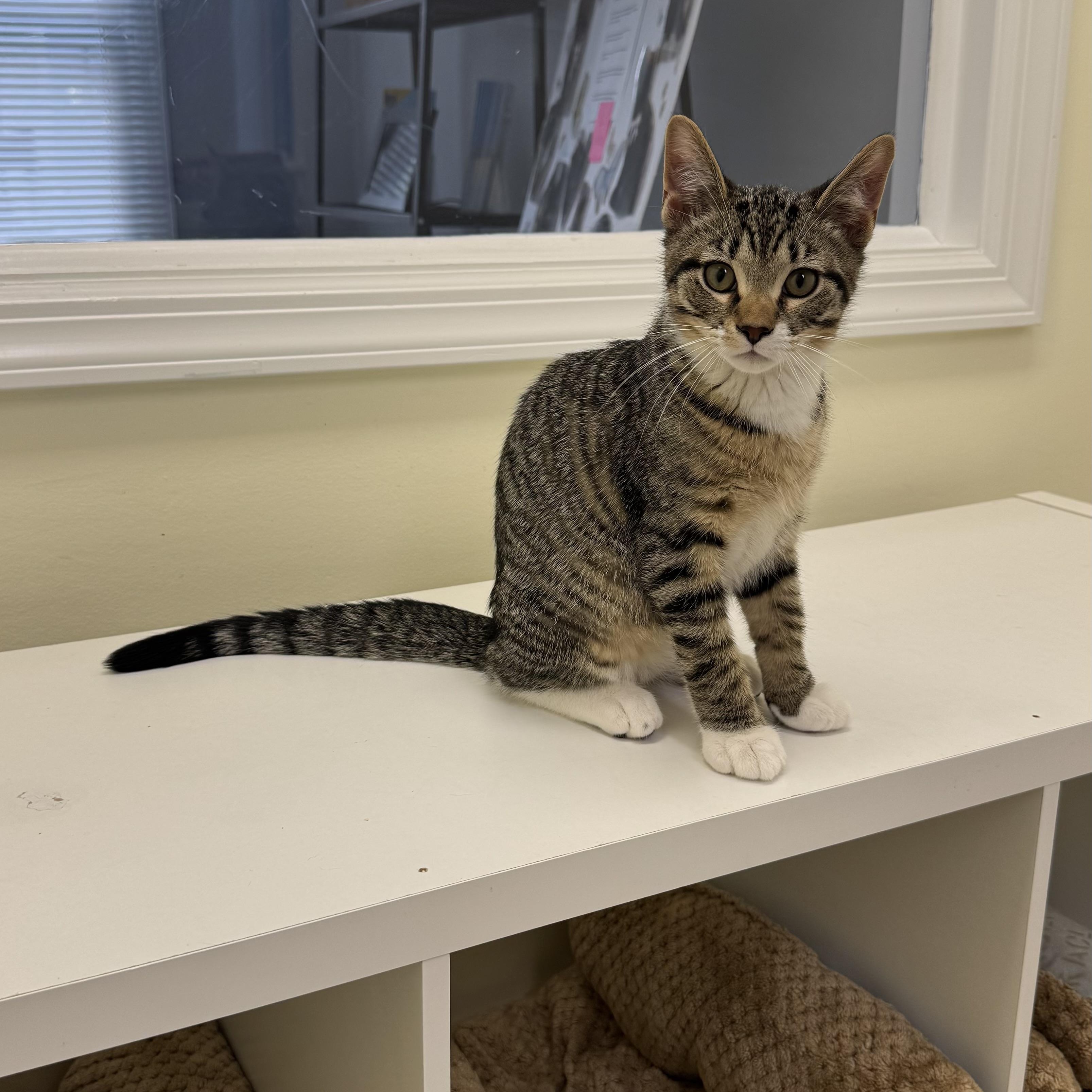Grover, a ADOPTABLE Tabby in East Northport, NY image 5/6
