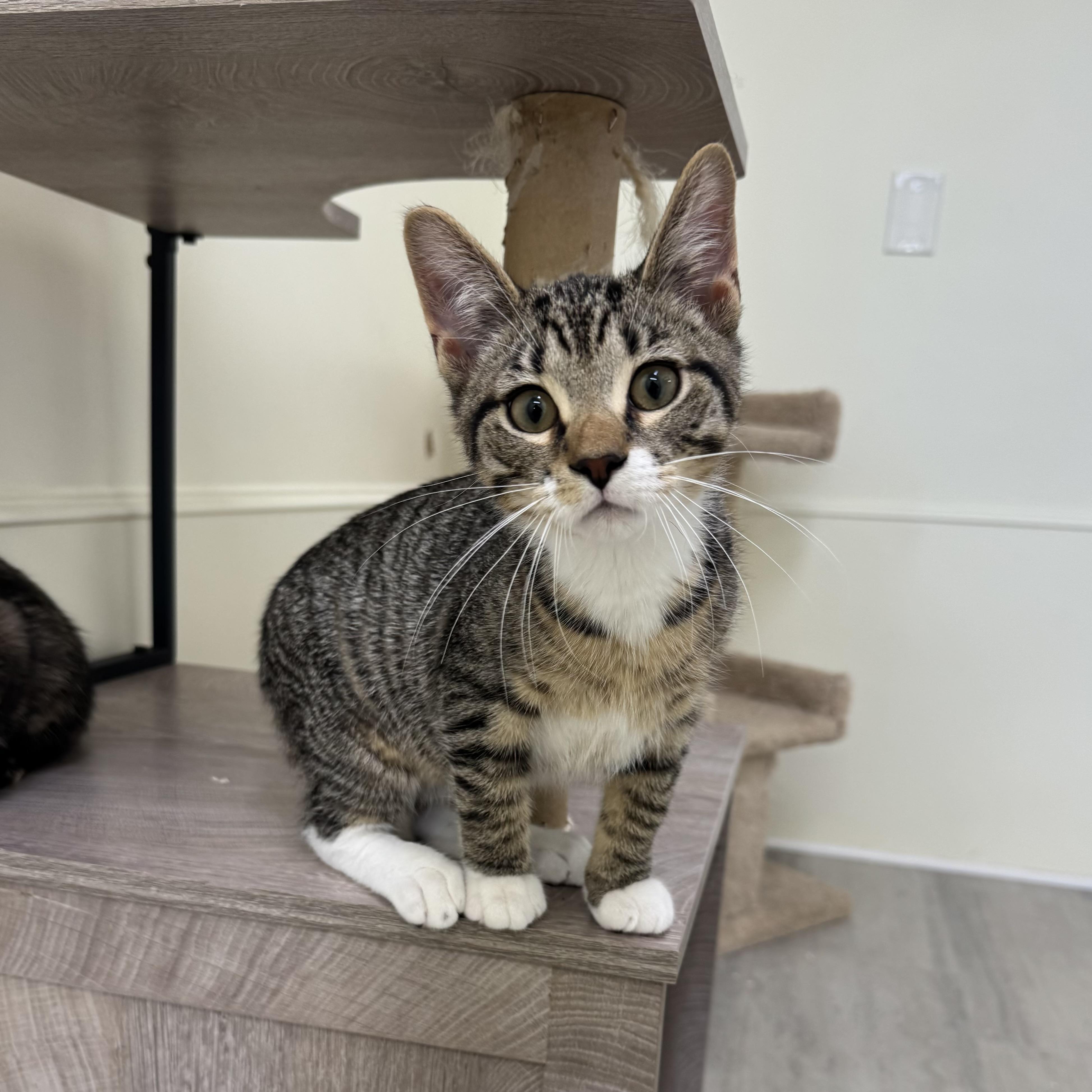 Grover, a ADOPTABLE Tabby in East Northport, NY image 6/6
