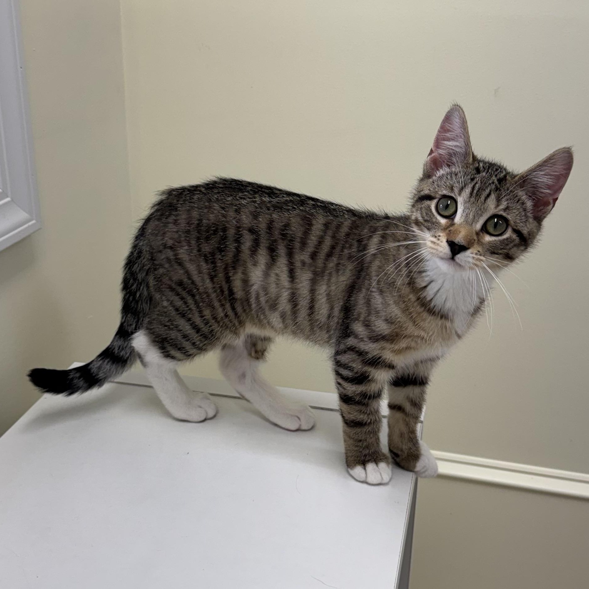 Grover, ADOPTABLE, Kitten Male Tabby.